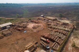 Für viele in der EU verkaufte Produkte soll künftig kein Regenwald mehr abgeholzt werden - das Gesetz dazu wird aber vermutlich verschoben. (Archivbild)