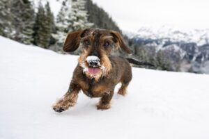 Schnee, Eis und Kälte: In der Regel brauchen Hunde keinen extra Schutz im Winter.