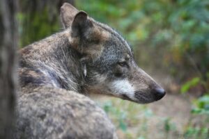 Sollten zwei Risse tatsächlich auf ein und denselben Wolf zurückgehen, dürfte das Tier abgeschossen werden. Es wäre der erste Fall dieser Art in Rheinland-Pfalz (Archivbild).