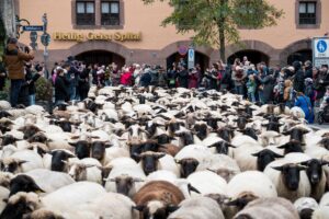 Die Schafe in Nürnberg haben viele Fans.