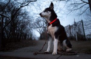 Ein leuchtendes Halsband kann dafür sorgen, dass man Hunde bei Dunkelheit besser sieht.