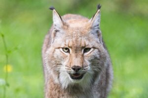 Es durchstreifen inzwischen wieder einige Luchse Hessens Wälder. (Archivbild)