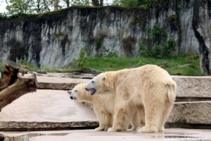 Die beiden Eisbären Nuka (hinten) und Kap sind Eltern geworden. Im Zoo Karlsruhe wurden zwei Jungtiere geboren.