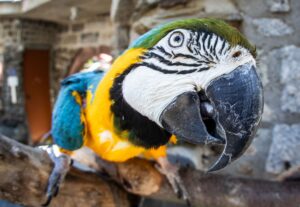 Der Vogel war seinem Besitzer entkommen und hatte Polizei und Feuerwehr in Atem gehalten. (Symbolbild)