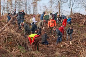 Am Brocken wurden bei besten Bedingungen bis zu 13.000 Bäume gepflanzt.