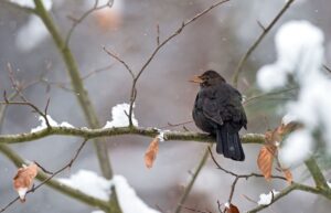 Gerade zur Verbreitung häufiger Arten wie der Amsel im Winter fehlen Daten (Archivbild).