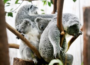 Der Duisburger Zoo ist europaweit Spezialist für die aufwendige Zucht und Zoo-Haltung der Koalas. (Archivbild)