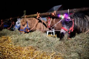 Auf dem Zeteler Markt in Friesland werden Hühner, Ponys, Esel, Lamas, Alpakas, Tauben, Kaninchen, Schafe, Ziegen, Pferde und Rinder verkauft.