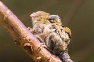 Zwergseidenäffchen gelten mit einer Größe von nur 12 bis 16 Zentimetern und dem 20 Zentimeter langen, buschigen Schwanz als kleinste Affen der Welt.