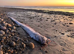 Dieser etwa drei Meter lange Riemenfisch wurde in Kalifornien an den Strand gespült.