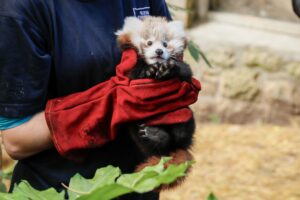 Das kleine Panda-Junge hatte erst vor kurzem seine Mutter verloren. (Archivbild)