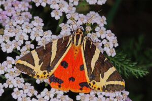 Schwarz-weiß und orangerot: So sieht der «Schmetterling des Jahres», die Spanische Flagge, aus.