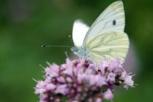 Umwelt- und Naturschutzverbände in Sachsen-Anhalt befürchten Kürzungen im Doppelhaushalt 2025/2026. (Archivbild)