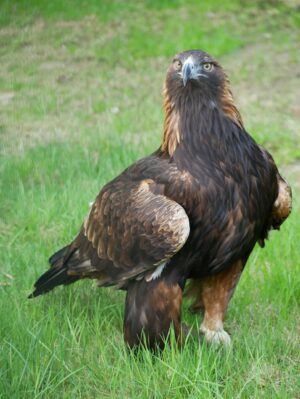 Der Zoo Hoyerswerda hat sein 42 Jahre altes Steinadler-Weibchen Tschari einschläfern lassen müssen (Foto Handout).