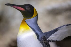 Zwei Jahre lang wurde die Polaranlage im Münchner Tierpark Hellabrunn saniert. Nun sind 22 Pinguine wieder zurückgekehrt.