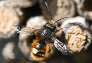 Überwintern oft alleine: Wildbienen.