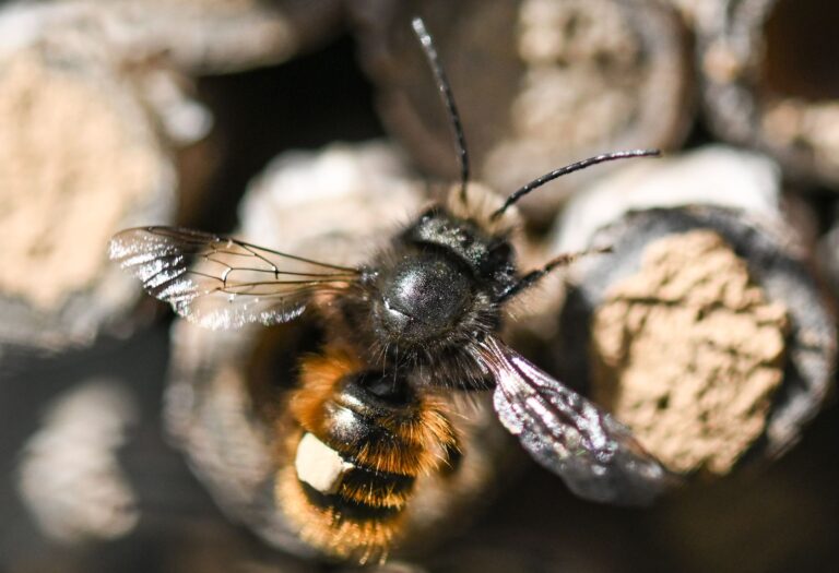 Überwintern oft alleine: Wildbienen. Foto: Arne Dedert/dpa/dpa-tmn