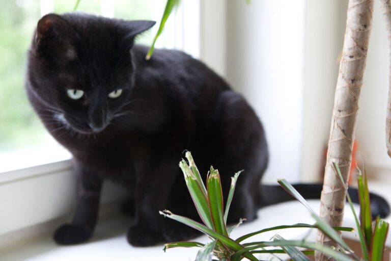 Haustiere und Zimmerpflanzen sind nicht immer eine gute Kombination: Viele beliebte Pflanzen können für Tiere giftig sein. Foto: Silvia Marks/dpa-tmn