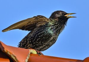 Im Naturschutz hilft KI unter anderem beim Erkennen von Vogelstimmen. (Archivbild)