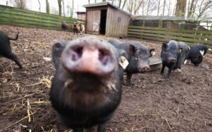 Sieben entlaufene Schweine beschäftigen Behörden. (Symbolbild)