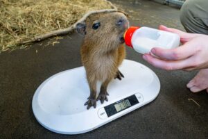 Wächst und gedeiht dank Flaschenaufzucht: Das Capybara-Jungtier Juna verlor bei der Geburt seine Mutter