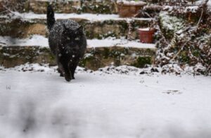 Freigänger-Katzen gehen auch im Winter nach draußen, um ihr Revier zu kontrollieren. Doch oft sind ihre Ausflüge kürzer und gezielter.