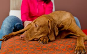 Allergien oder Unverträglichkeiten bei Hunden zeigen sich oft durch Verdauungsprobleme, Juckreiz oder Verhaltensänderungen.