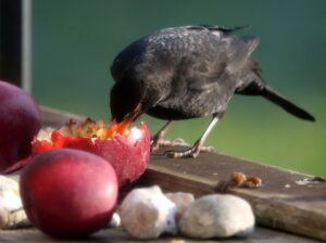 Weichfutterfresser wie Amseln kann man mit Obststücken die harte Zeit im Winter erleichtern. (Archiv)