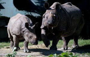 Nashorn-Mama Rapti (rechts) starb im Alter von 35 Jahren (Archivbild von 2016).