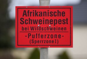 Seit 2020 hat Sachsen mit Ausbrüchen der Afrikanischen Schweinepest bei Wildschweinen zu kämpfen. Laut Gesundheitsministerium wurde die Tierseuche aber eingedämmt (Archivbild).