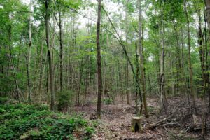 Statistik: Mehr als ein Drittel Thüringens ist mit Wald bedeckt. (Symbolbild)