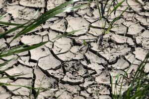 Der Klimareport zeigt, dass auch in MV die Auswirkungen der fortschreitenden Erderwärmung immer deutlicher zu spüren sind. (Symbolbild)