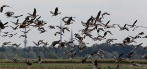 Die ersten arktischen Wildgänse sind bereits gelandet.