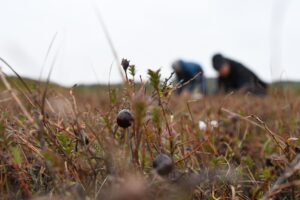 Die auch als Moosbeeren bekannten Cranberrys wachsen auf Sylt fast überall in den feuchten Dünentälern. Im Herbst sind sie reif.