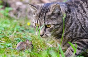 Niedersachsen stellt 200.000 Euro für Kastration von Straßenkatzen zur Verfügung (Symbolbild)