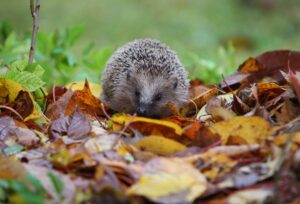 Tierheime in Bayern haben keinen Platz mehr für Igel. (Symbolbild)