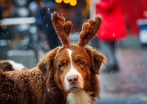 Festlich geschmückt, aber fehl am Platz: Für Hunde können Weihnachtsmärkte mit Menschenmengen und Lärm puren Stress bedeuten.