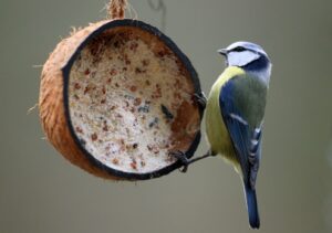 Futterknappheit: Meisen gehören zu den Vögeln, die im Winter hier bleiben und bei der Nahrungssuche unsere Hilfe brauchen.