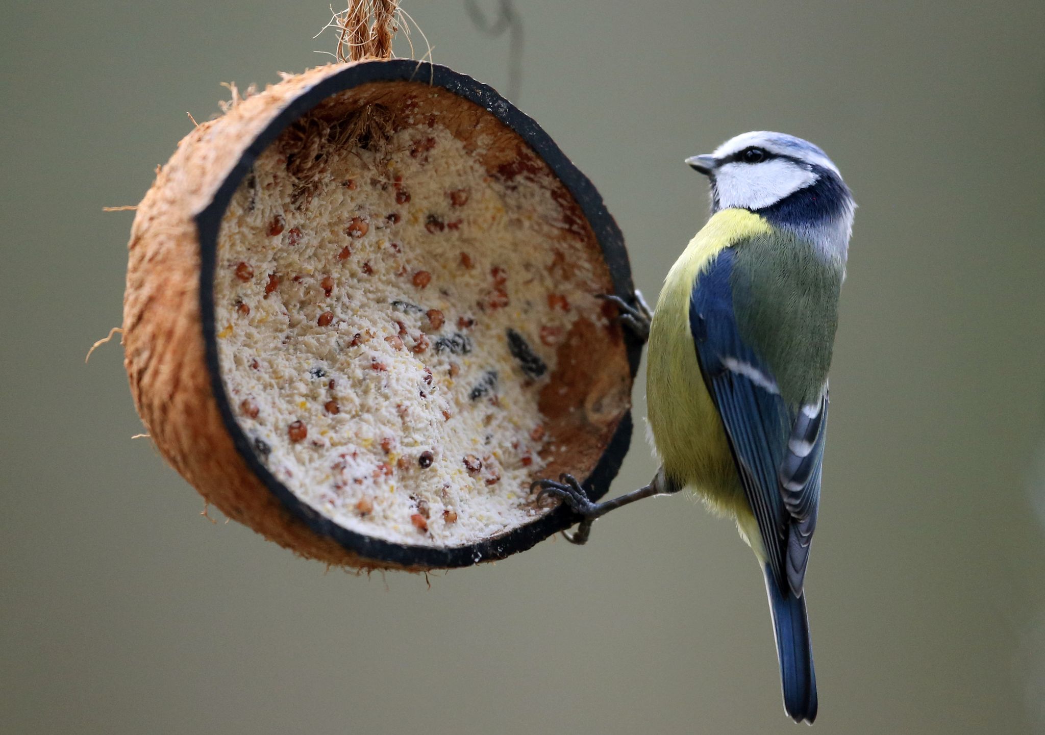 Vögel richtig füttern: 3 Tipps für Tierfreunde