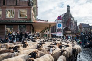 Der Schafzug durch die Innenstadt zieht mittlerweile viele Schaulustige an.