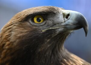 Steinadler sind majestätische Greifvögel und haben eine Flügelspannbreite von bis zu 2,30 Meter (Symbolbild).