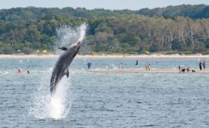 Delfin «Delle» kommuniziert umfangreich, haben dänische Forscher entdeckt.