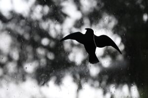 Der Landesbund für Vogelschutz ruft zu mehr Umsicht im Umgang mit den Zugvögeln auf. (Symbolbild)