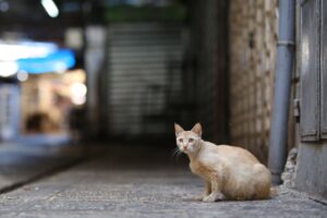 Wild lebende Hauskatzen leben oft deutlich kürzer als Hauskatzen bei Menschen. (Archivbild)