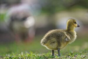 2024: Die meisten Gänseküken gehen aus den Geflügelbrütereien in Sachsen hervor. (Symbolbild)