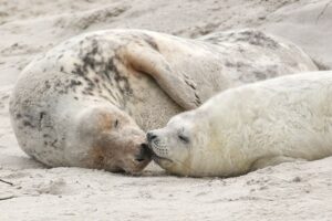 Auf der Helgoländer Düne sind die ersten Kegelrobbenjungtiere der Saison gesichtet worden. (Archivbild)