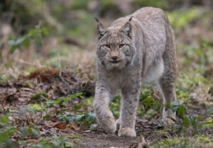 Die Chancen auf Luchs-Nachwuchs stehen umso besser, je mehr Luchse in Hessen sesshaft werden. (Symbolbild)