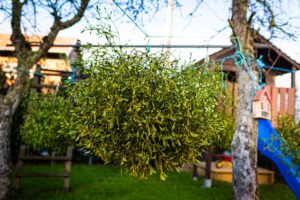 Der Nabu warnt vor der Weißbeerigen Laubholz-Mistel, die zur Gefahr für Obstbäume geworden ist. (Archivbild)