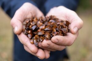 In den Wäldern von Nordrhein-Westfalen sind in den vergangenen Wochen viele Tonnen Bucheckern, Eicheln und Esskastanien gesammelt worden. Aus den Samen werden neue Pflanzen zur Wiederbewaldung gezogen.