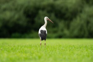 Bei einem verendeten Storch hat das Friedrich-Loeffler-Institut (FLI) die Geflügelpest nachgewiesen. (Symbolbild)